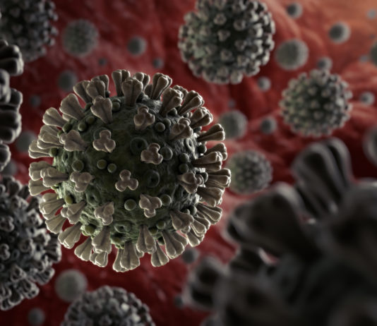 What is corona virus ? Snakes could be the original source.