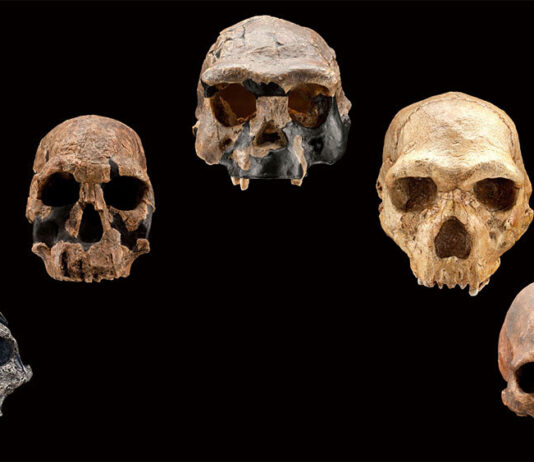 How did humans evolve, and will we evolve more?